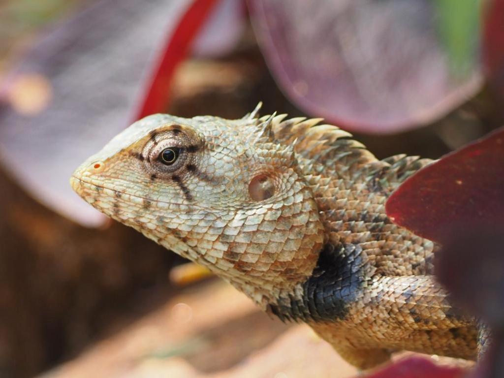 Pearl'S Homestay Matale Kültér fotó