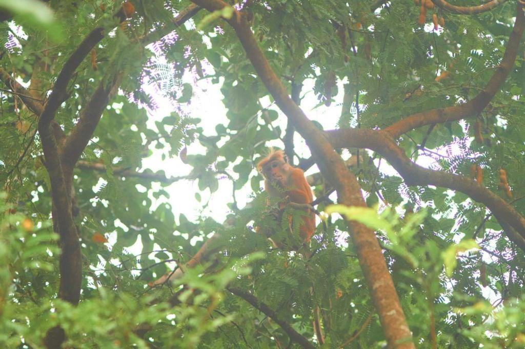 Pearl'S Homestay Matale Kültér fotó