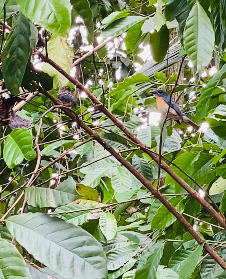 Pearl'S Homestay Matale Kültér fotó